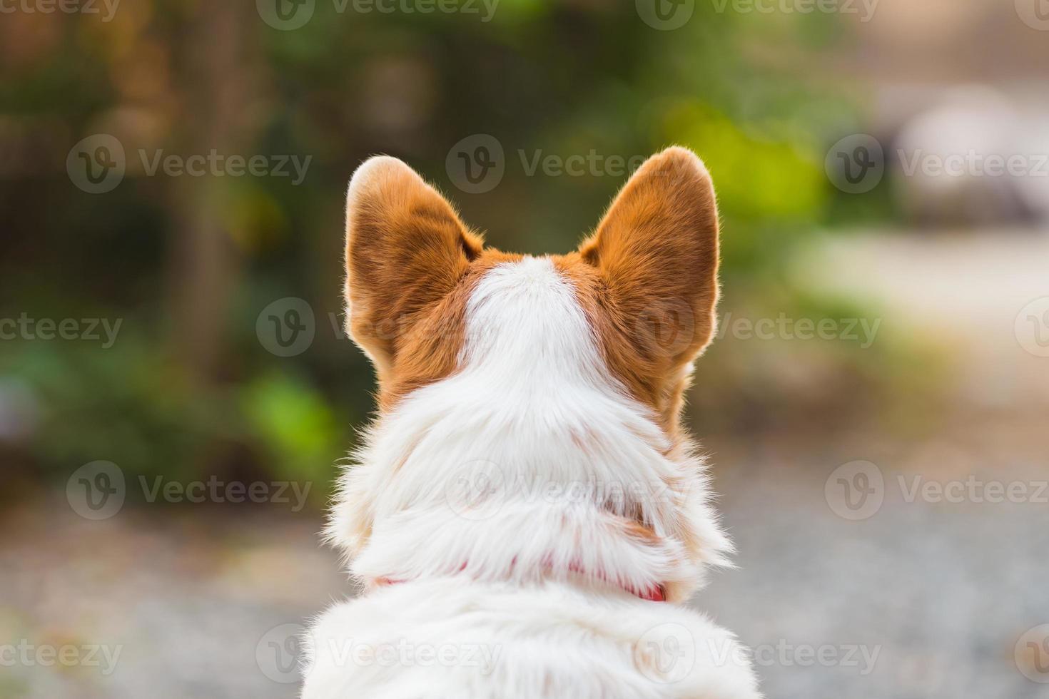 beautiful close-up dog from behind view photo