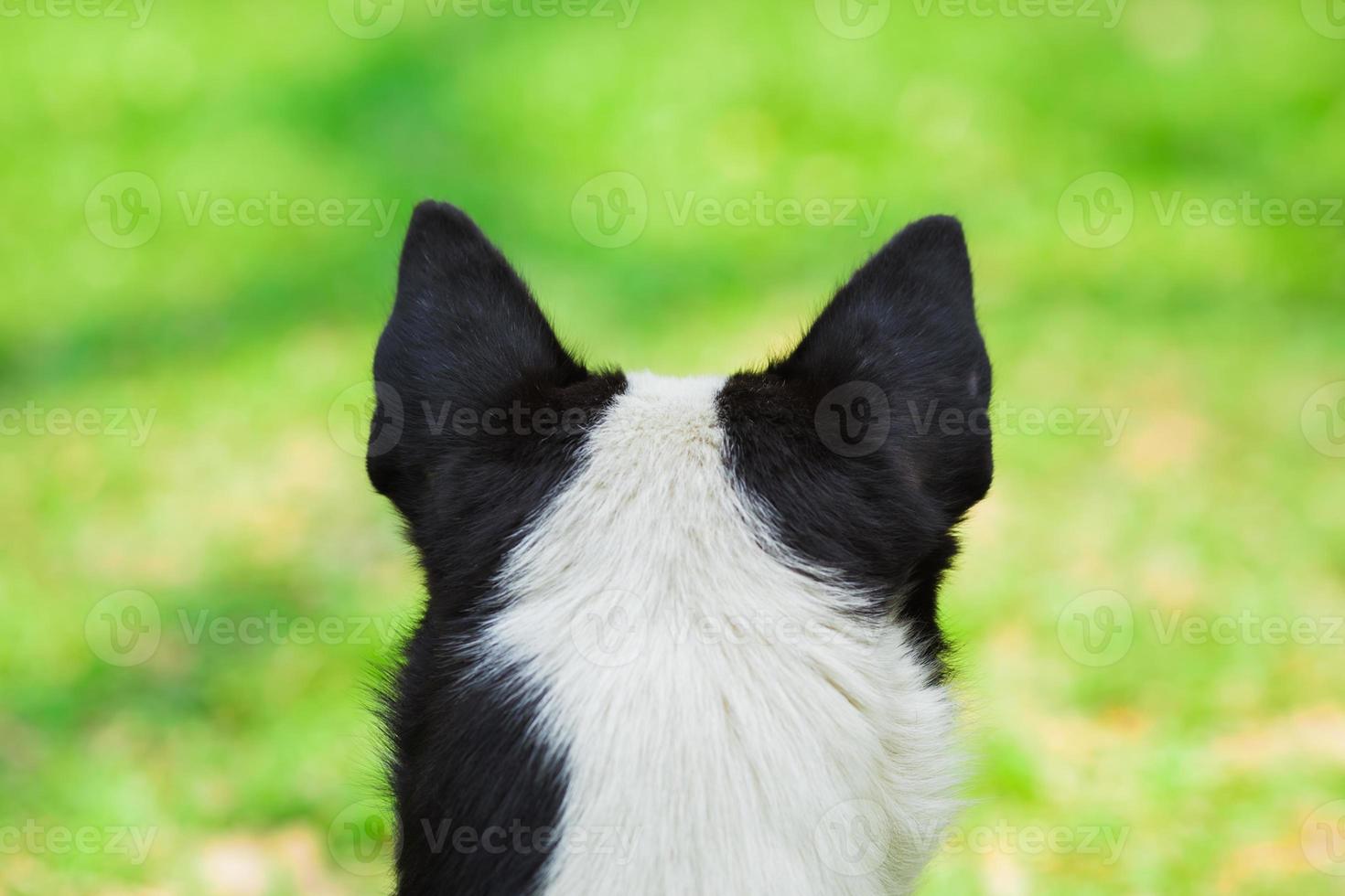 beautiful close-up dog from behind view photo