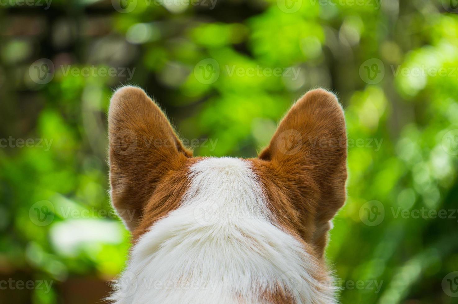 hermoso, primer plano, perro, de atrás, vista foto