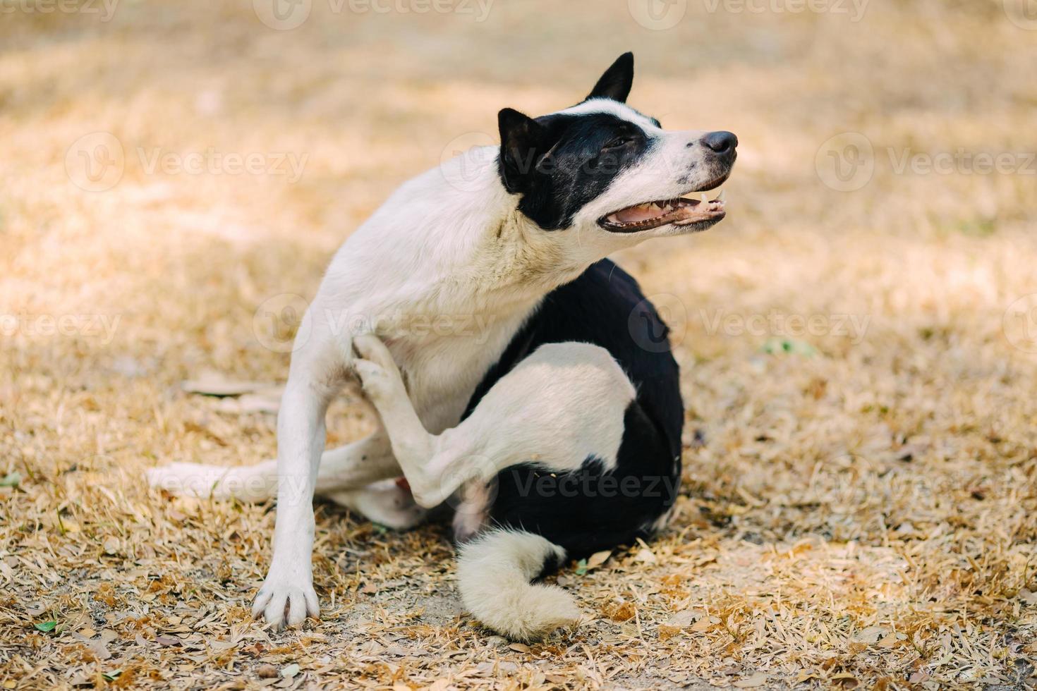 un perro intenta rascarse la piel. foto