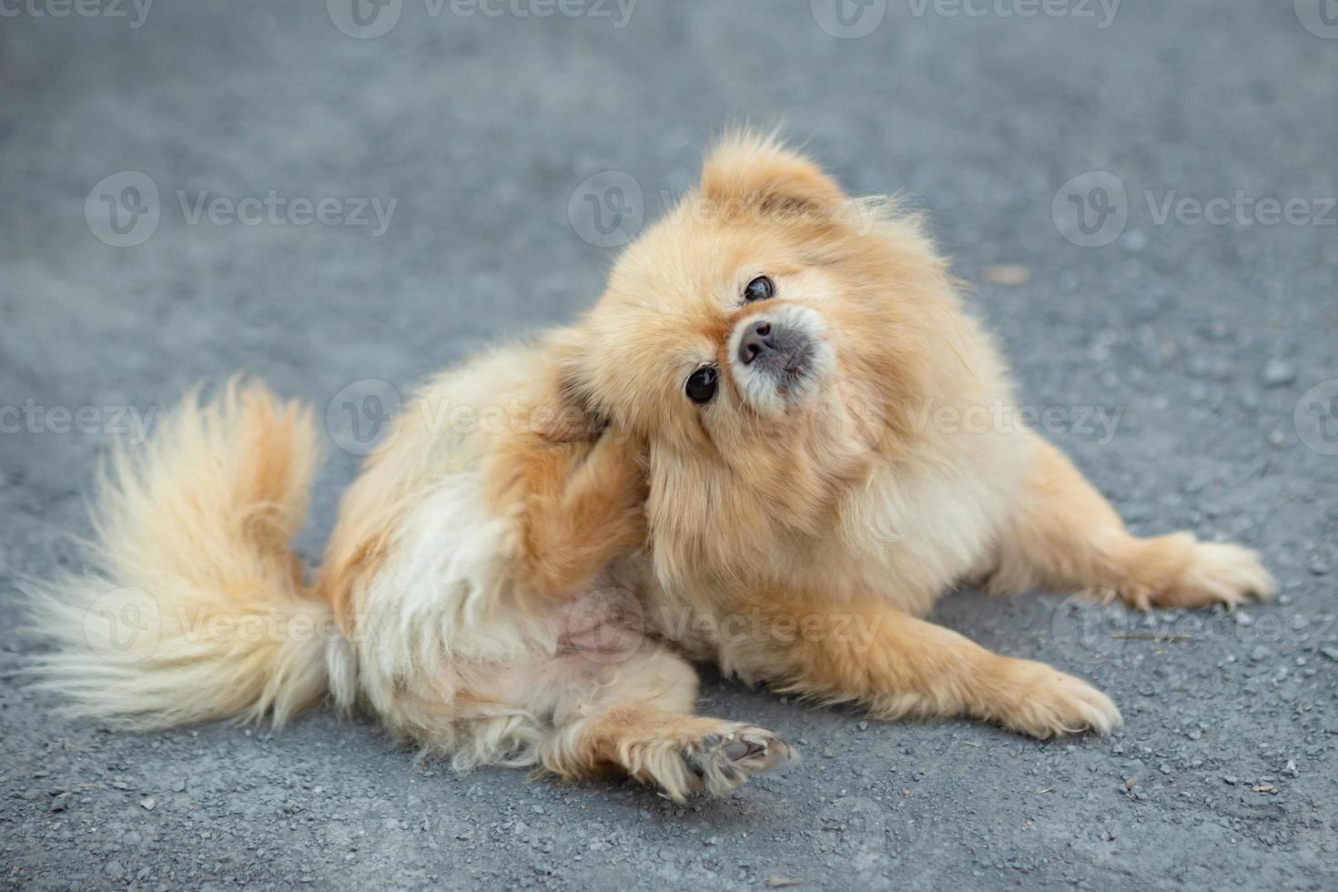 un perro intenta rascarse la piel. foto