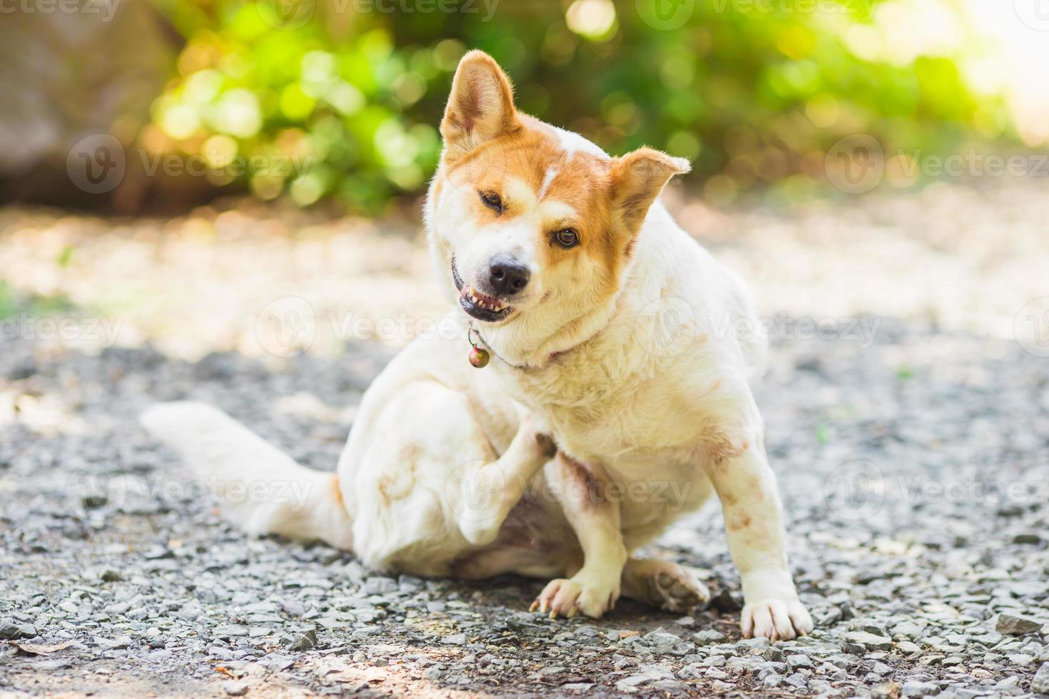 a dog try to scratching its skin. photo