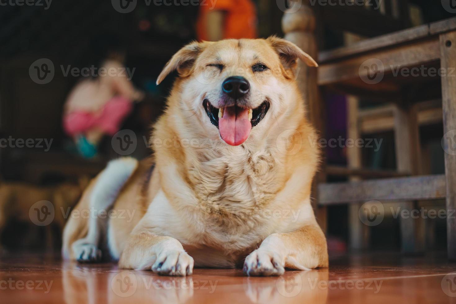 lindo perro en un día soleado foto