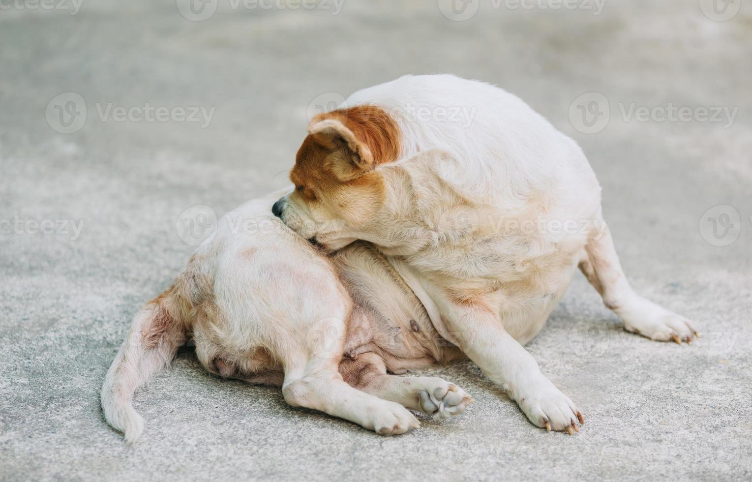 un perro intenta rascarse la piel. foto