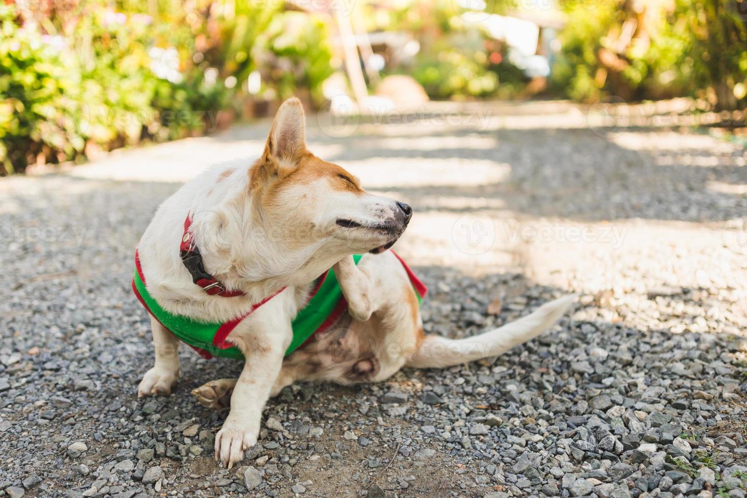 a dog try to scratching its skin. photo