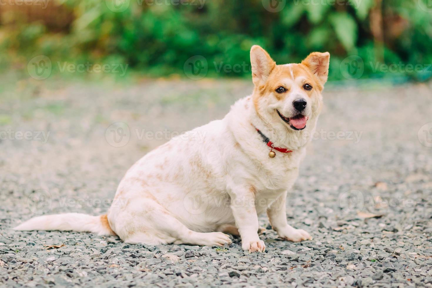 Cute dog in sunshine day photo