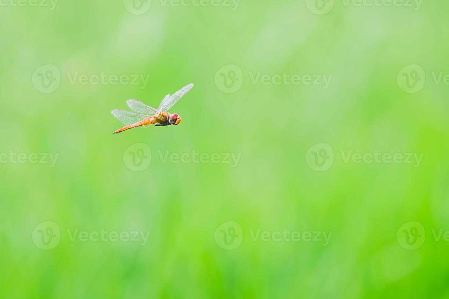 Dragonfly catch on the top of the grass which is mean to calm and relaxation.Picture for natural green background. photo