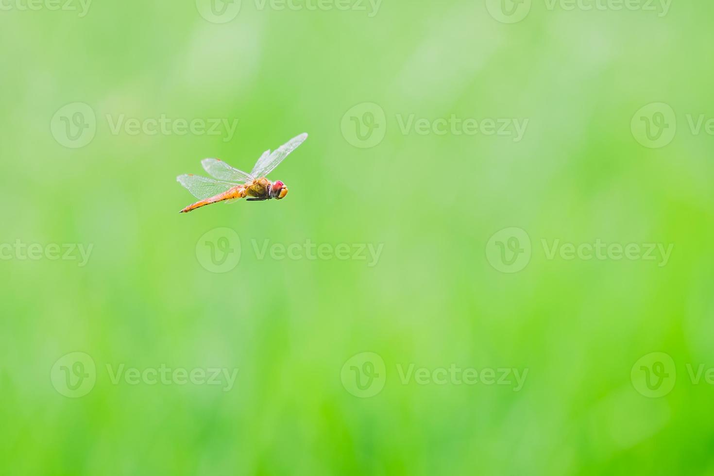 captura de libélula en la parte superior de la hierba, lo que significa calma y relajación. Imagen de fondo verde natural. foto