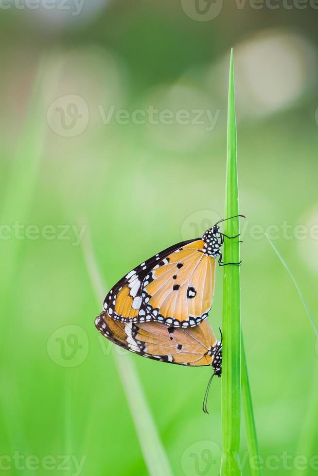 butterfly is sucking the flower. photo