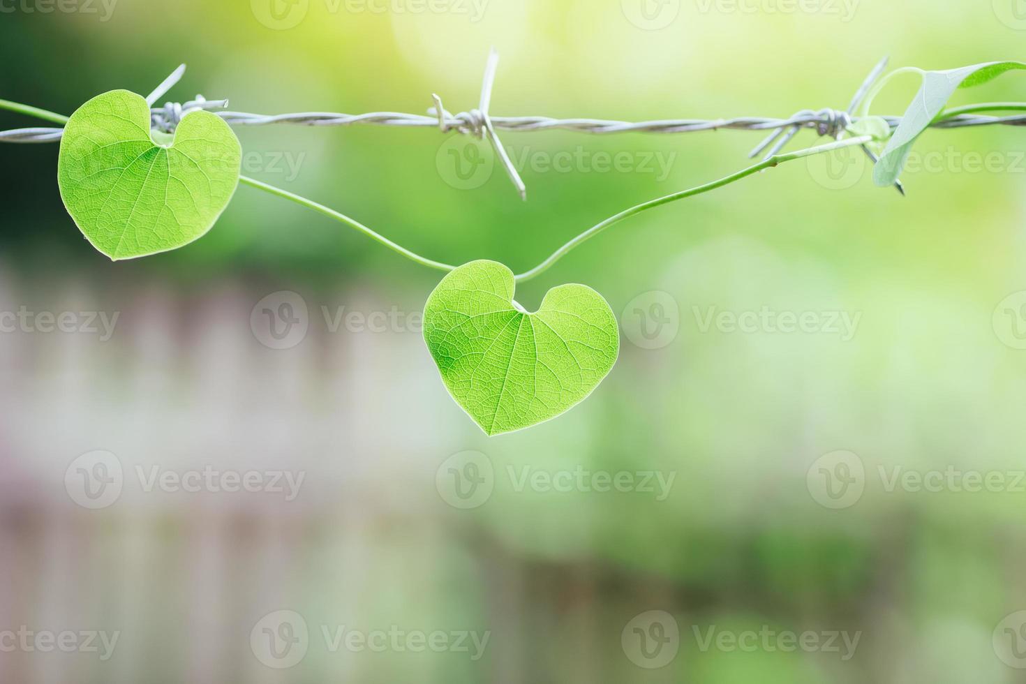 una hoja en forma de corazón en el alambre de púas. un símbolo de enfermedad cardíaca, corazón roto o problemas de salud relacionados con el corazón. foto