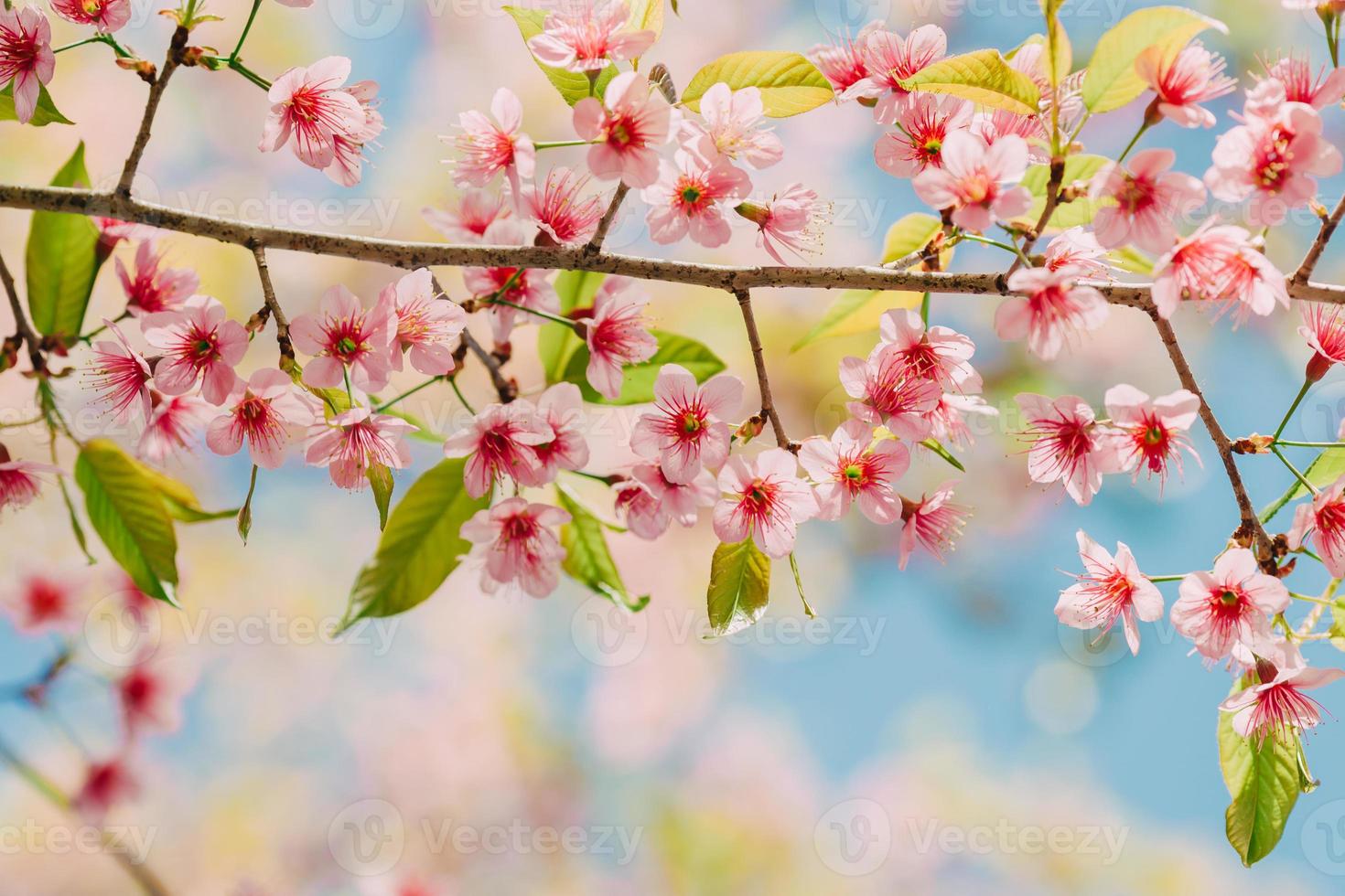 flor de sakura o flor de cerezo bajo cielo azul foto