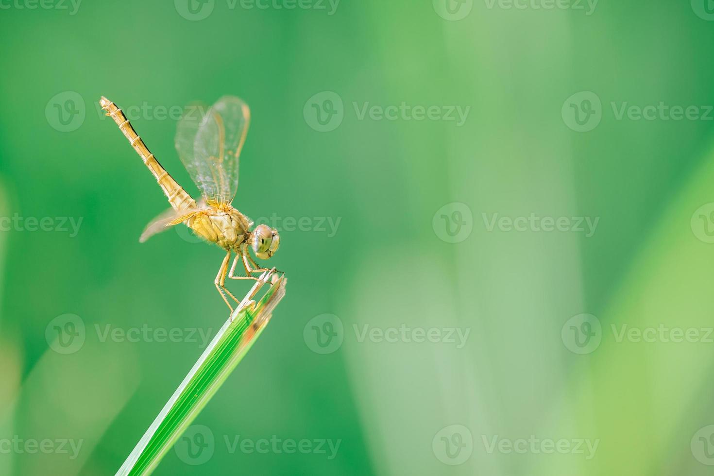 captura de libélula en la parte superior de la hierba, lo que significa calma y relajación. Imagen de fondo verde natural. foto