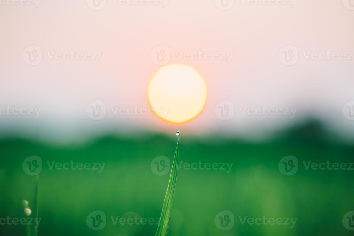 Fresh morning water dew on a green rice leaf in early morning sun ...