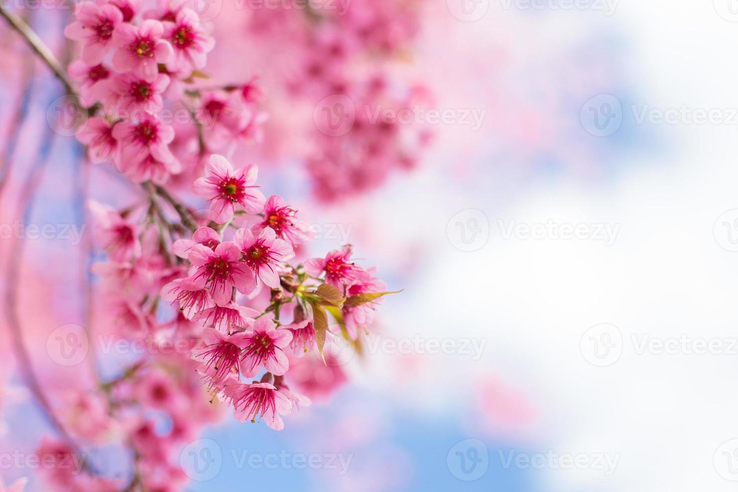 sakura flower or cherry blossom under bluesky photo