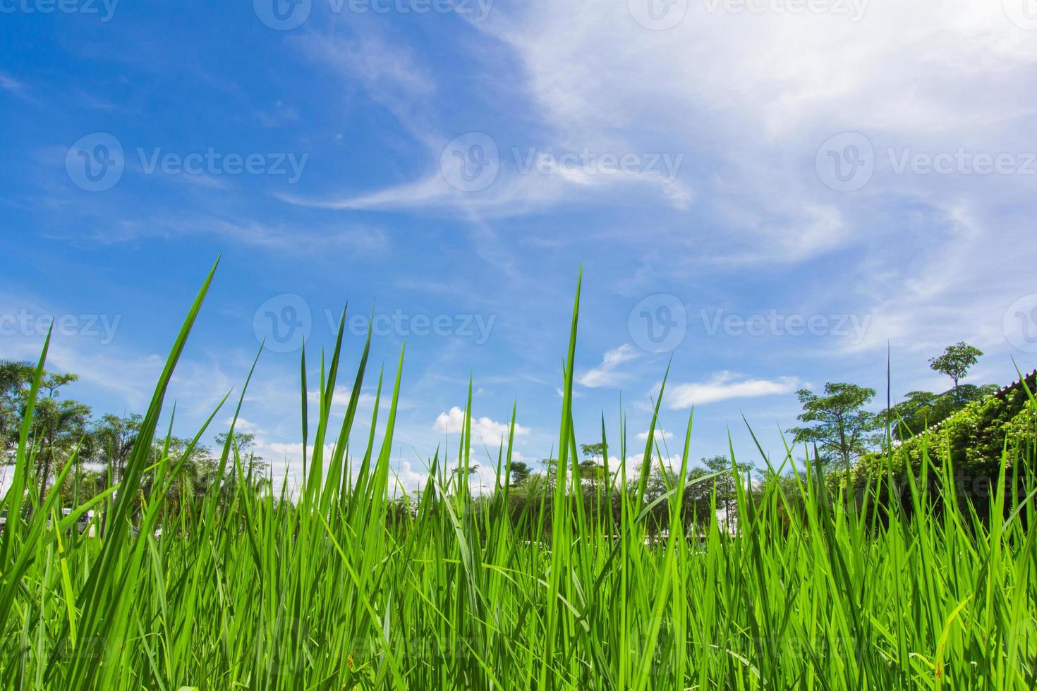 Campo de arroz de Tailandia con cielo azul y nubes blancas foto
