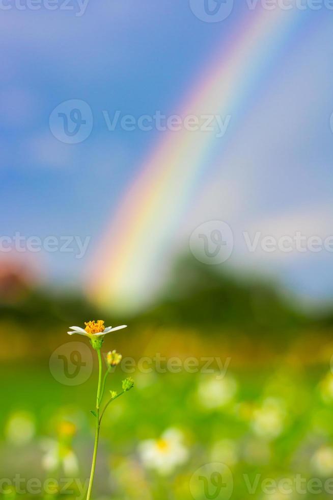 white flowers under rainbow photo