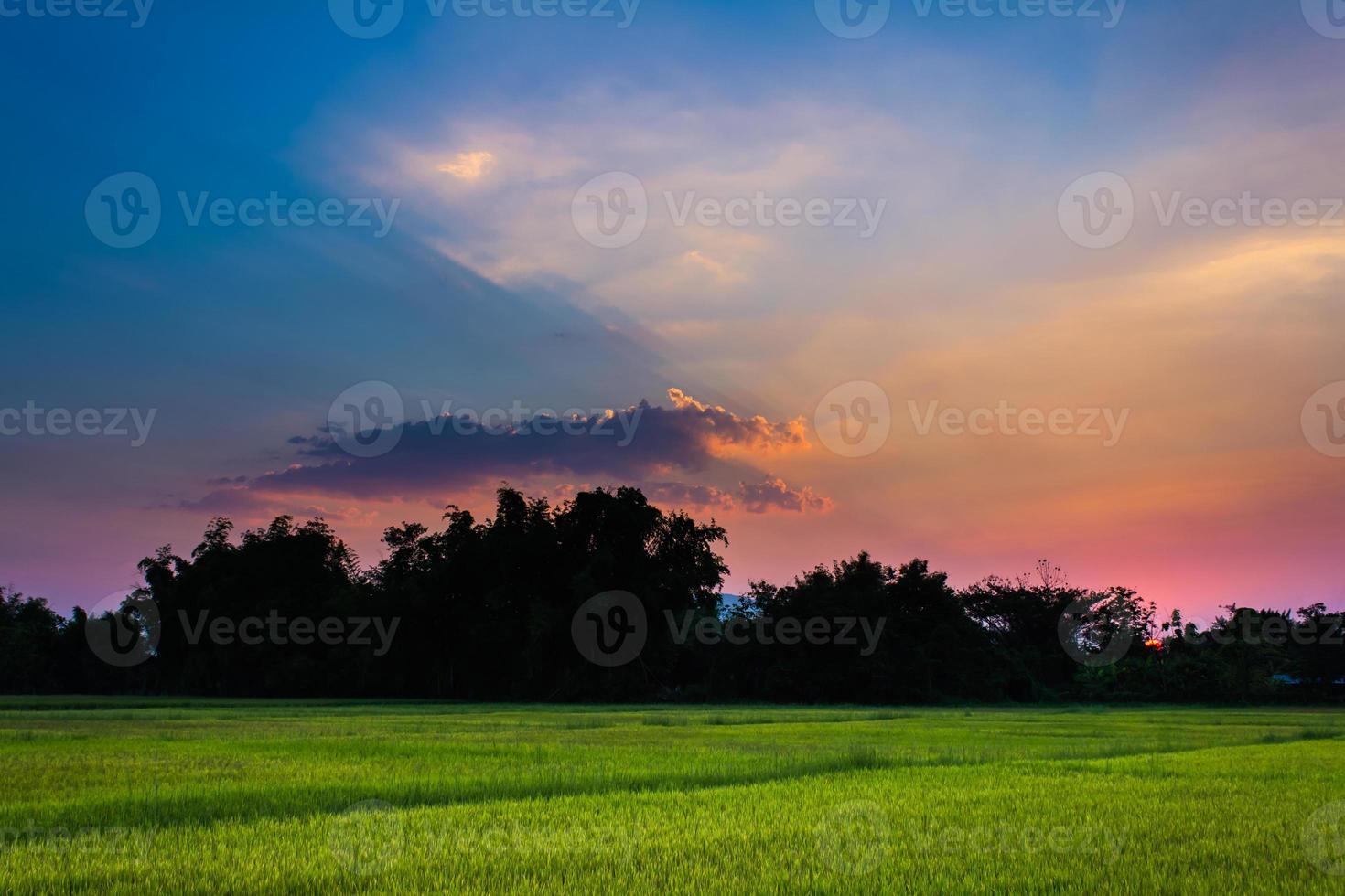 Campo de arroz de Tailandia con cielo azul y nubes blancas foto