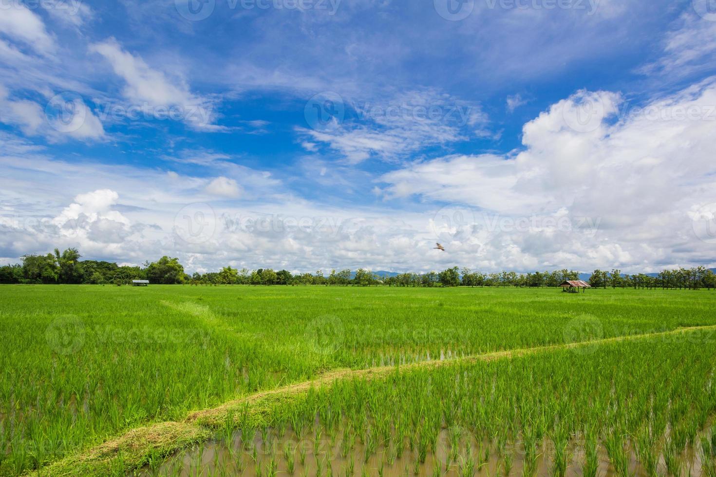 Campo de arroz de Tailandia con cielo azul y nubes blancas foto