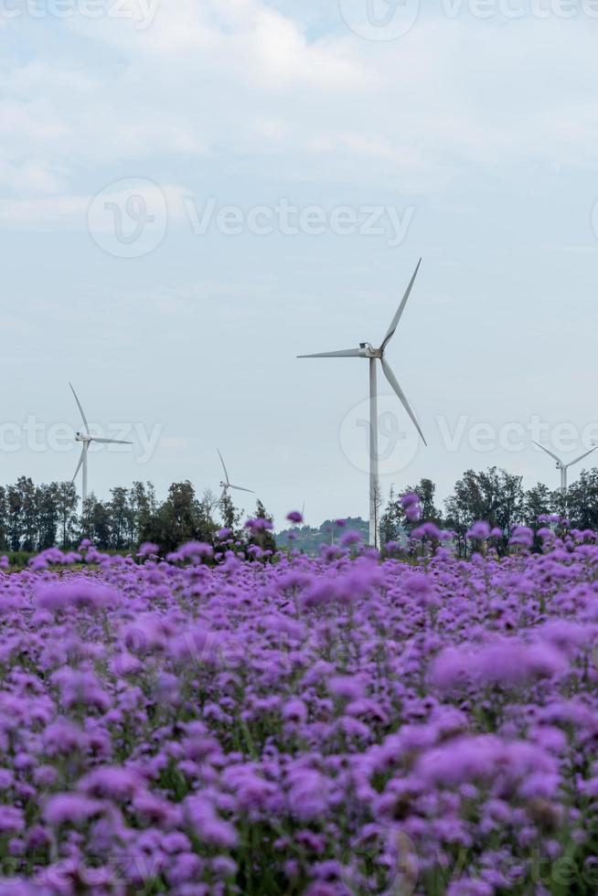 los campos están cubiertos de verbena púrpura y turbinas de viento foto