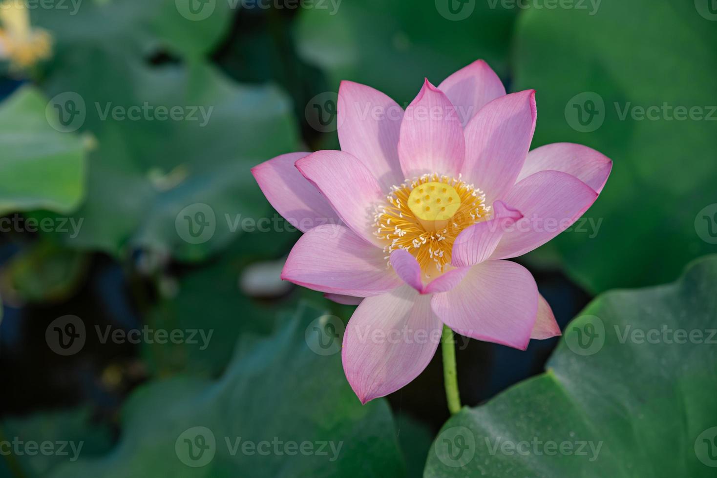 loto rosa en el estanque de loto de verano foto