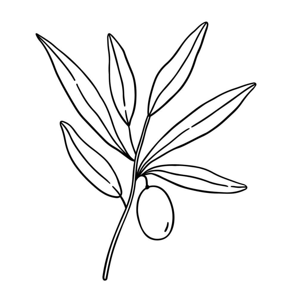 Outline olive branch with leaves isolated on white background vector