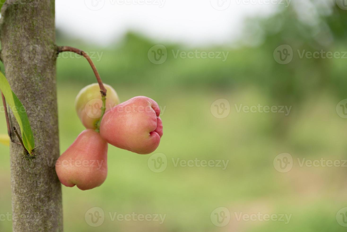 la manzana de cera en el campo está en el árbol foto