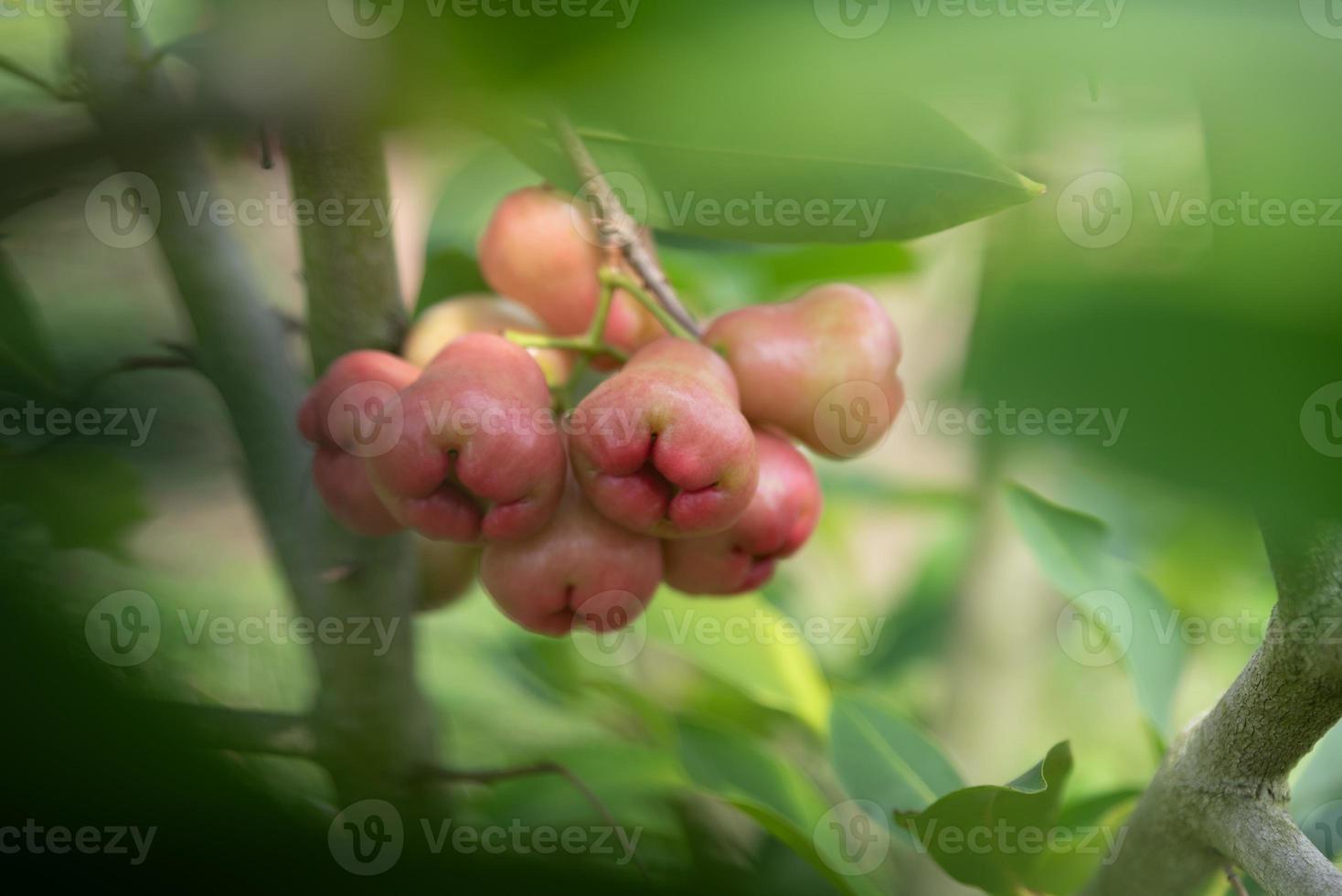 la manzana de cera en el campo está en el árbol foto