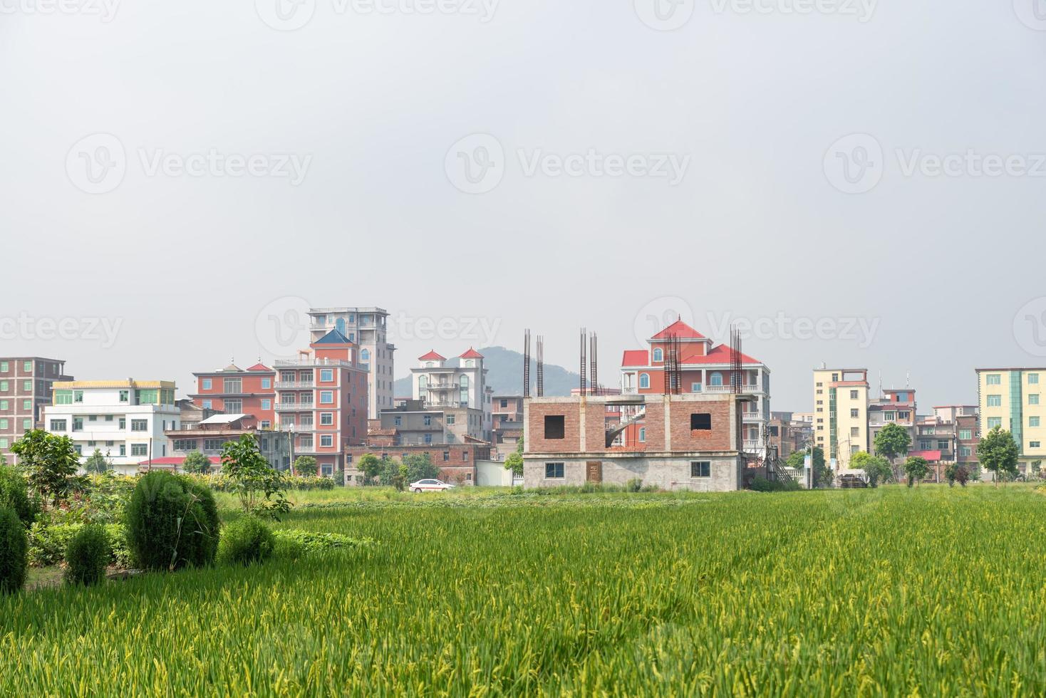 There are green rice fields in the countryside and immature rice photo