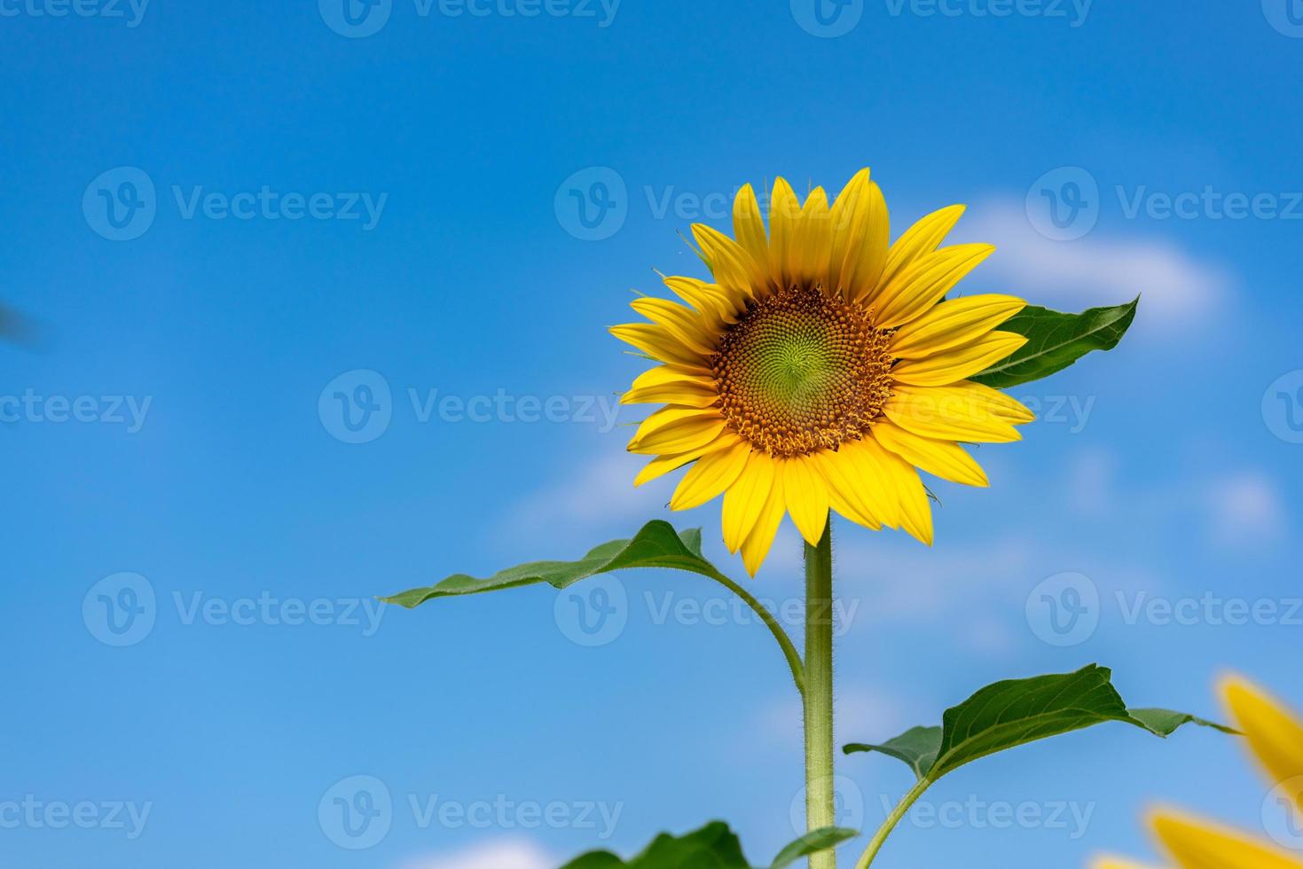 un girasol amarillo en plena floración en el campo foto