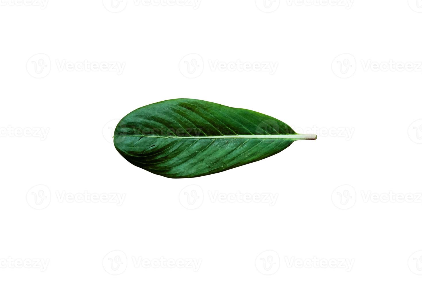 Beautiful Nature Green Leaf with 3 different type of Background photo