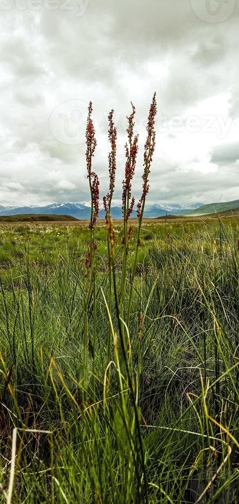 Deosai National Park photo