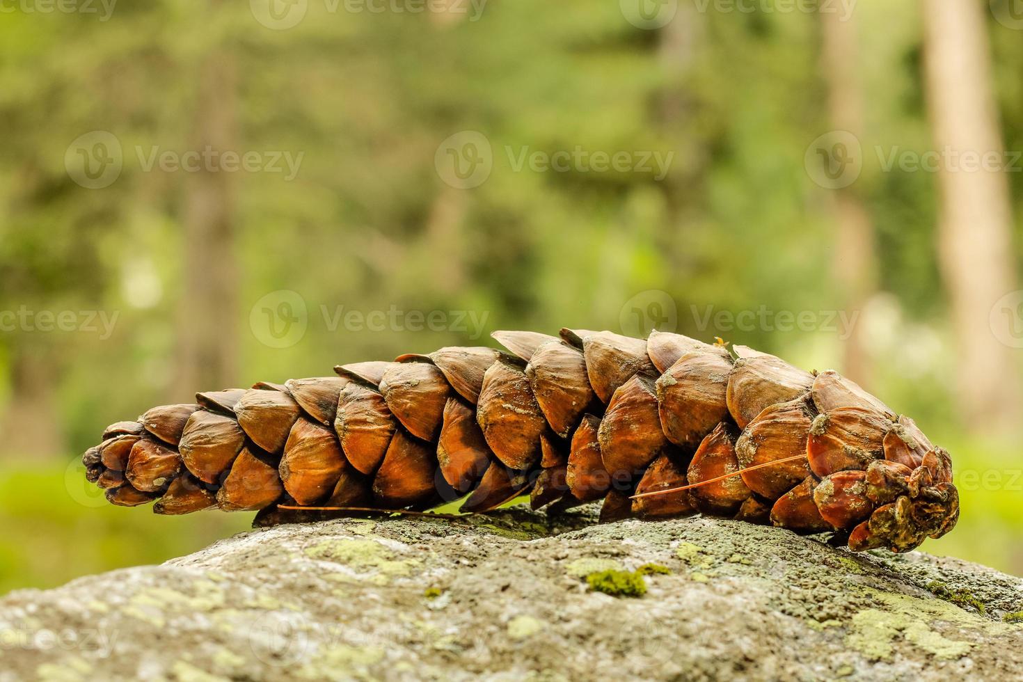 Pinecones closeup Kumrat Valley Beautiful Landscape river View photo