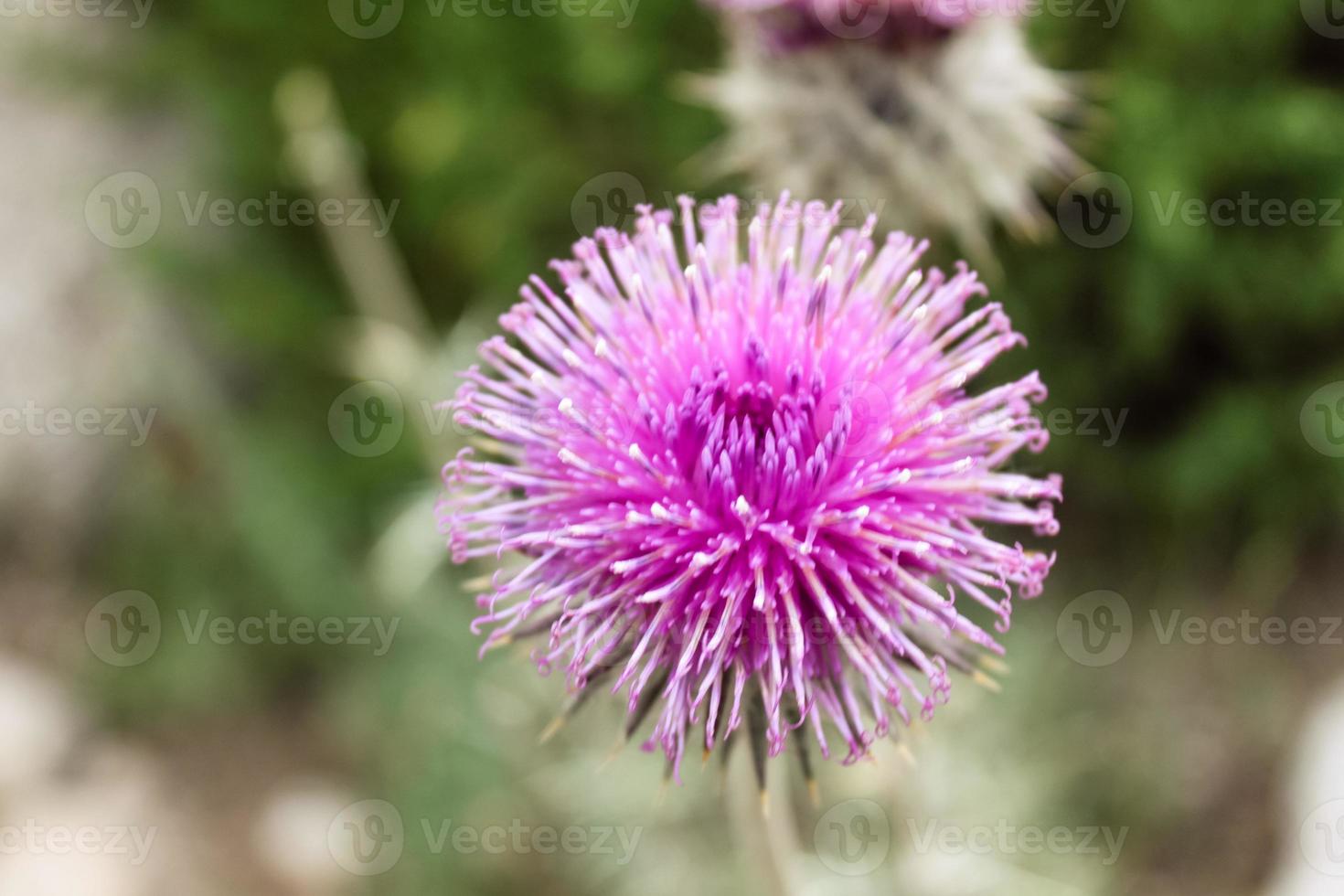 Natural Beautiful Flower Closeup photo