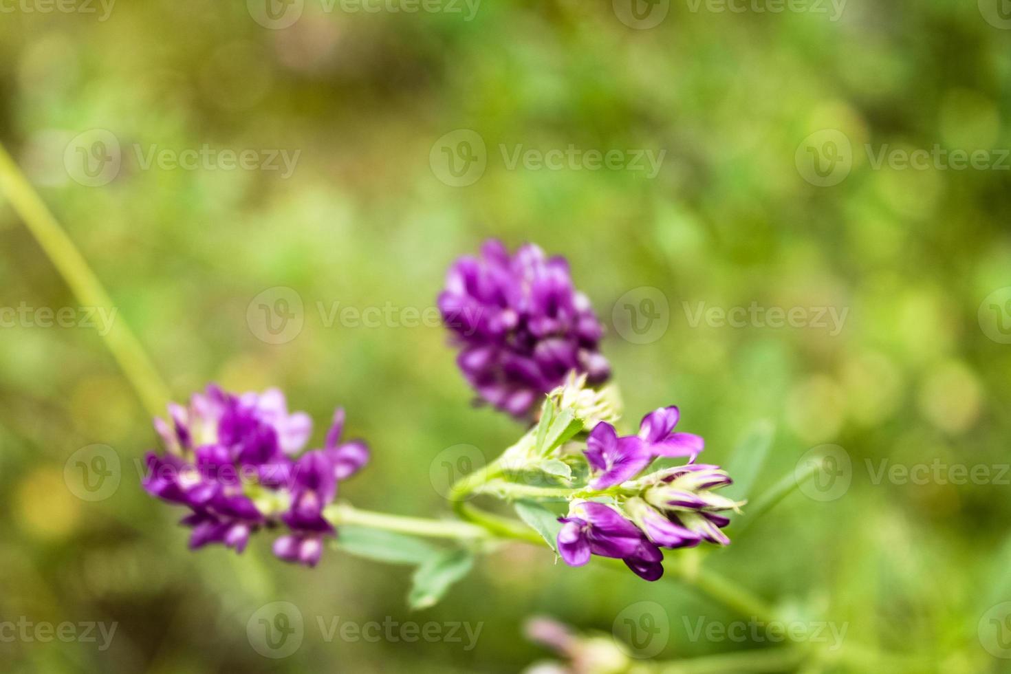 primer plano de flor hermosa natural foto