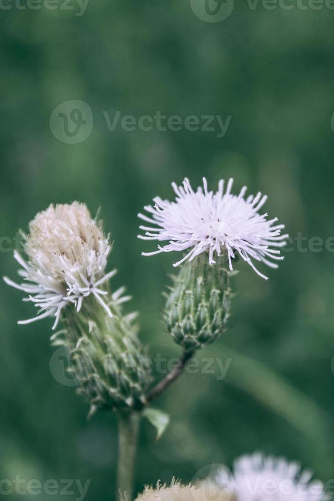 Natural Beautiful Flower Closeup photo