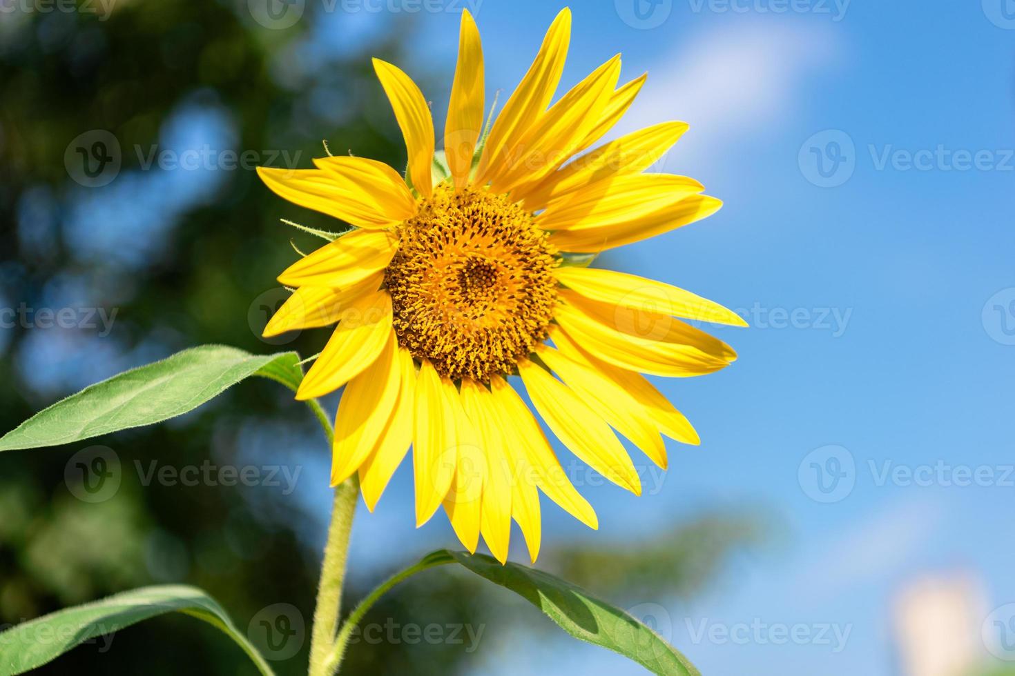 A yellow sunflower in full bloom in the field photo