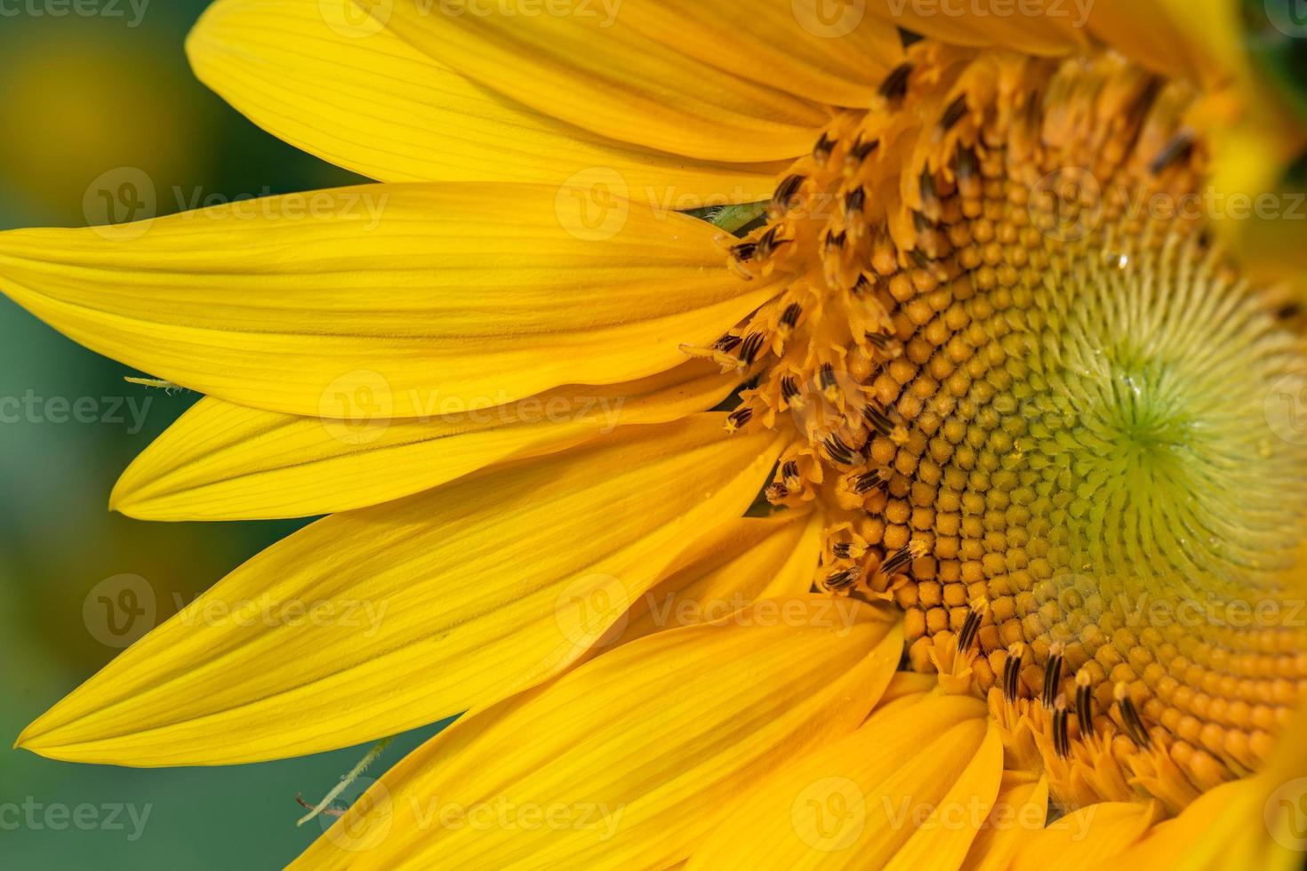 Close up of blooming yellow sunflowers photo
