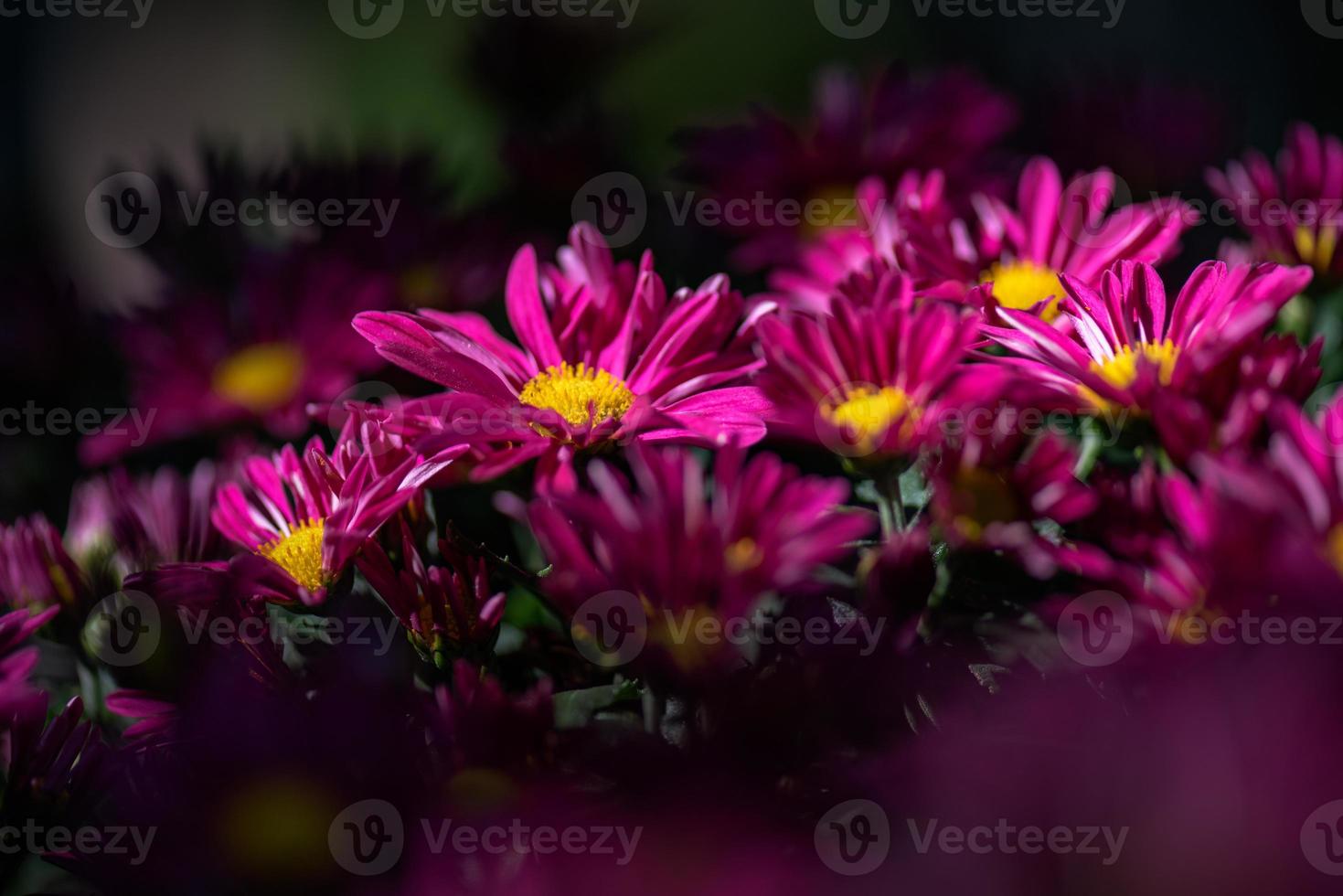 The smaller purple chrysanthemums in the park are against a dark green background photo