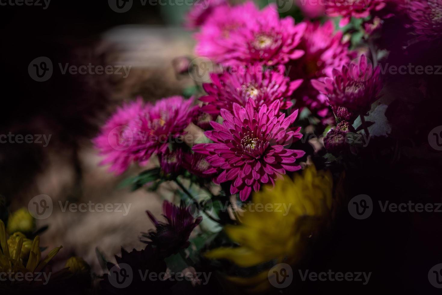 The smaller purple chrysanthemums in the park are against a dark green background photo