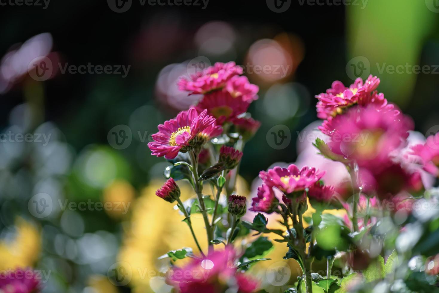 The smaller purple chrysanthemums in the park are against a dark green background photo