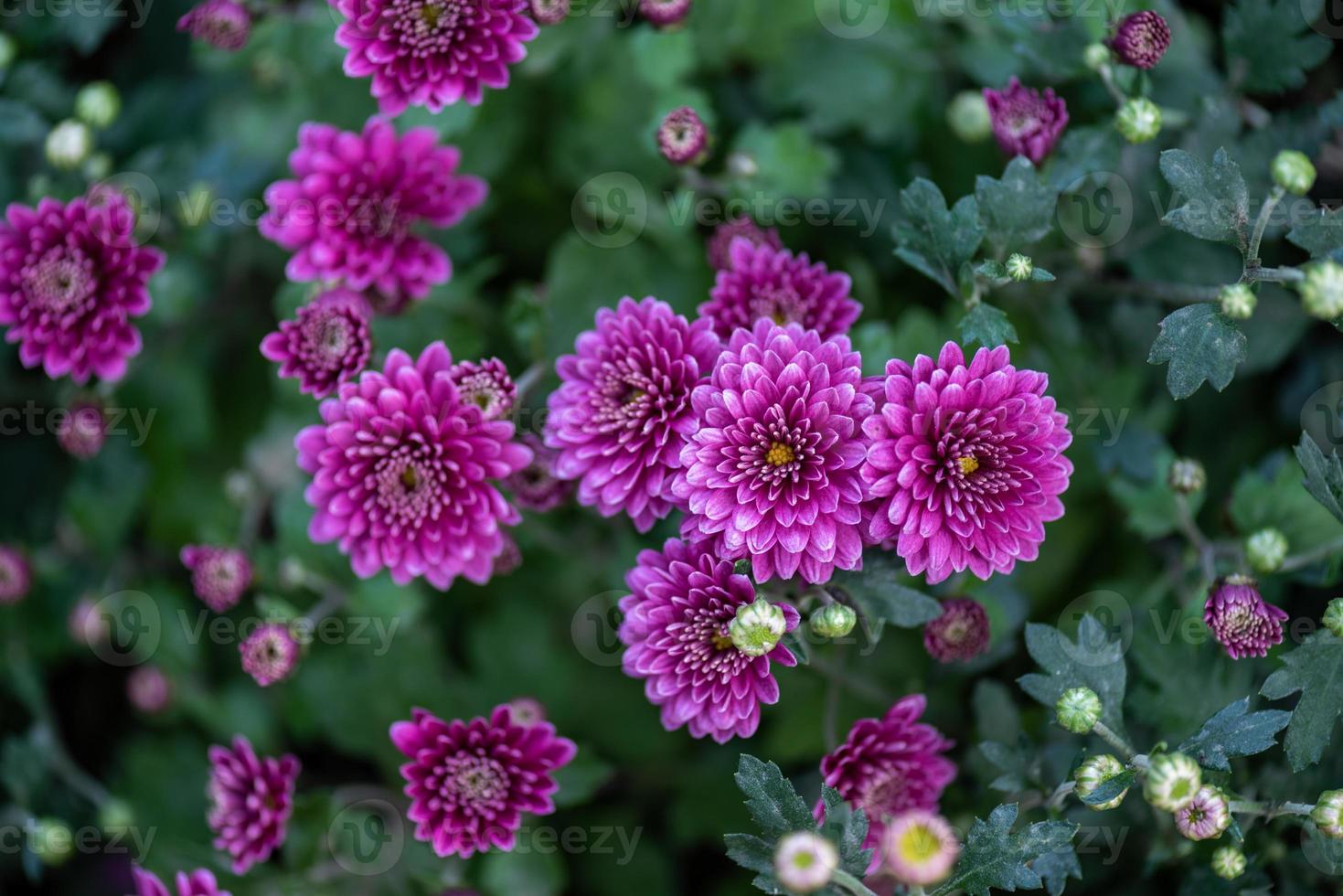 The smaller purple chrysanthemums in the park are against a dark green background photo