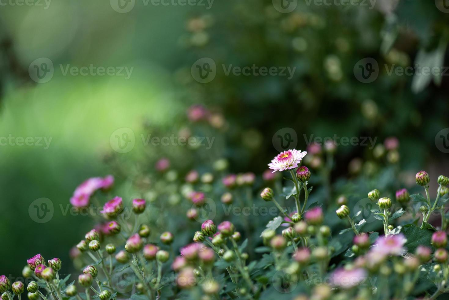 The smaller purple chrysanthemums in the park are against a dark green background photo