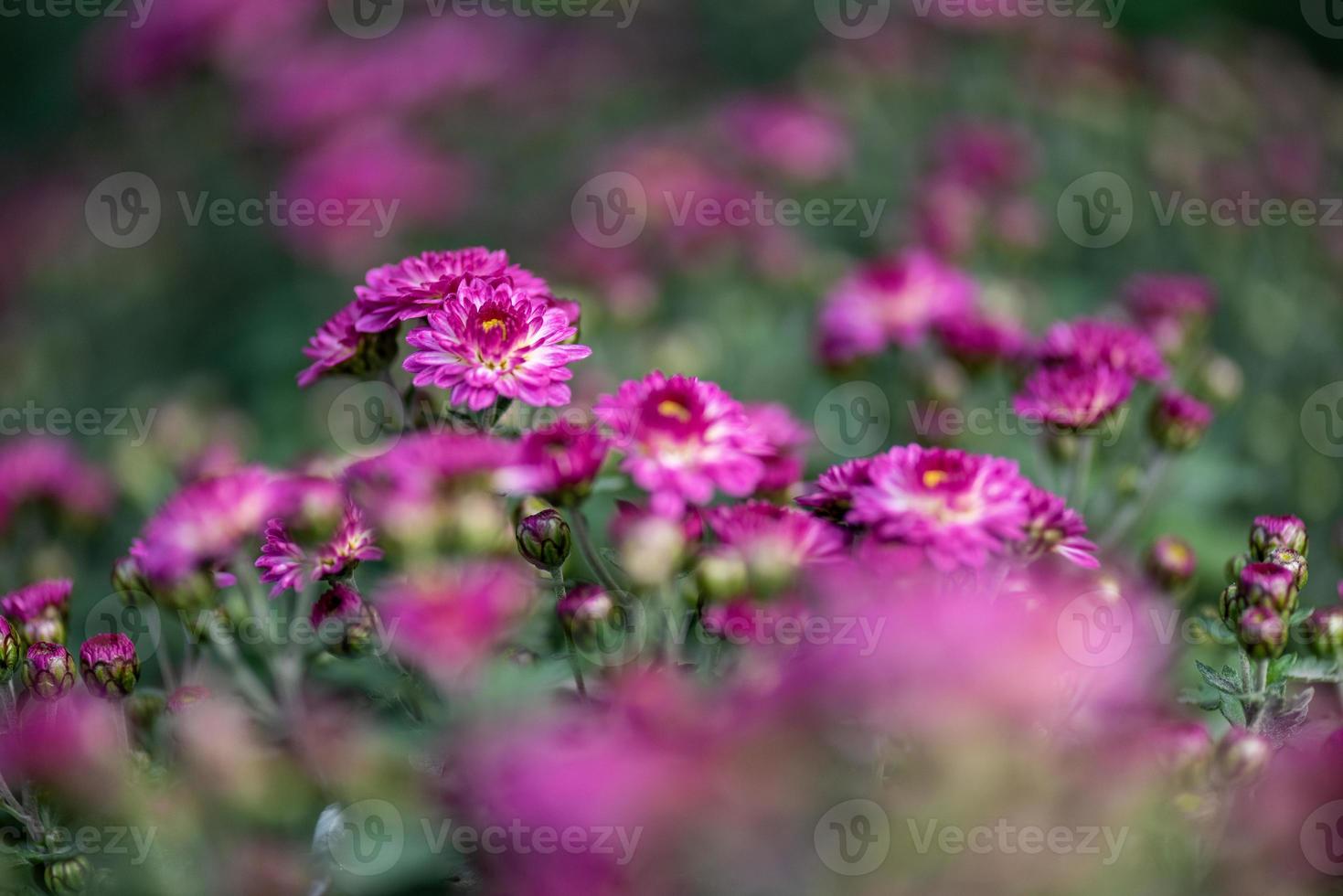 The smaller purple chrysanthemums in the park are against a dark green background photo