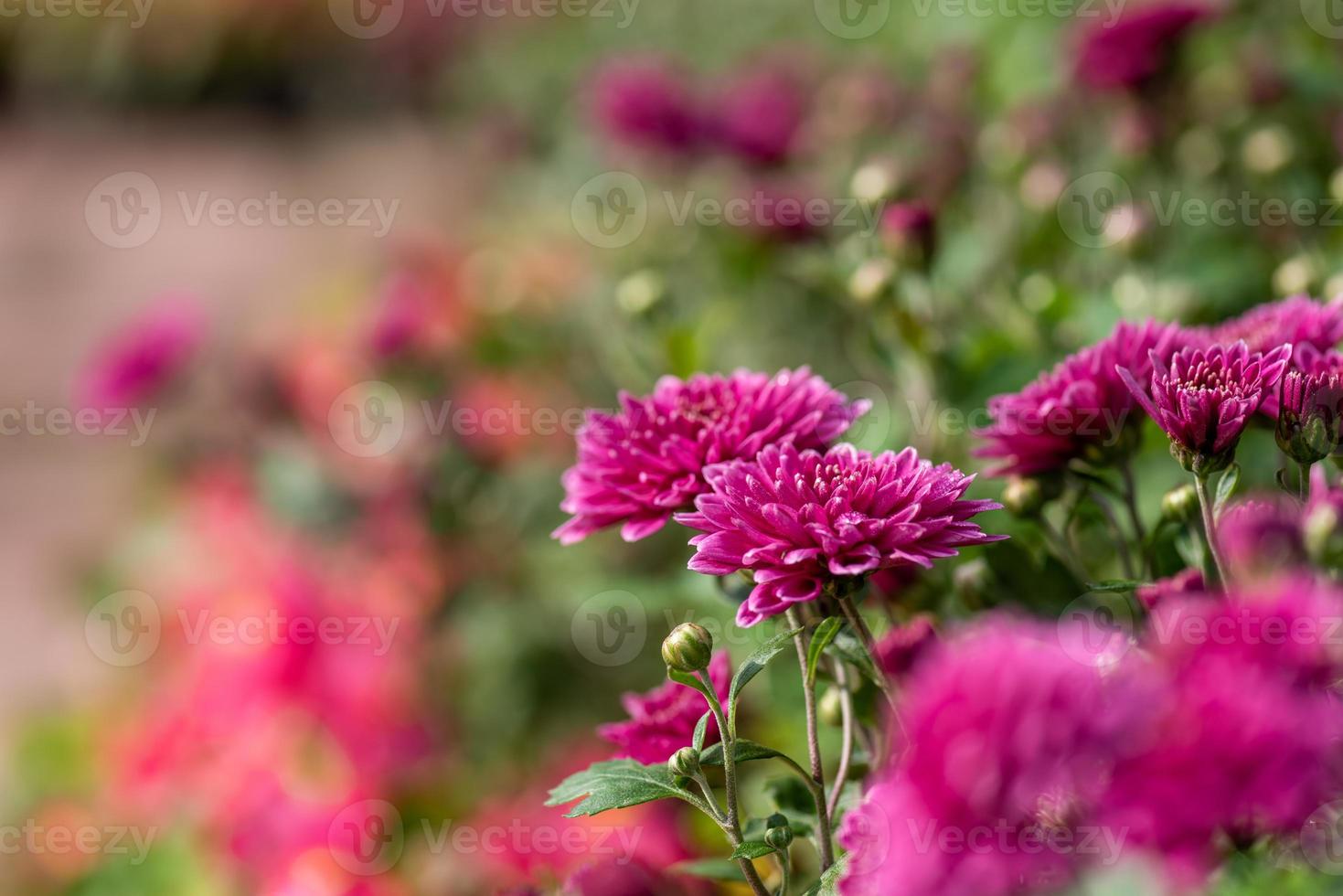 The smaller purple chrysanthemums in the park are against a dark green background photo