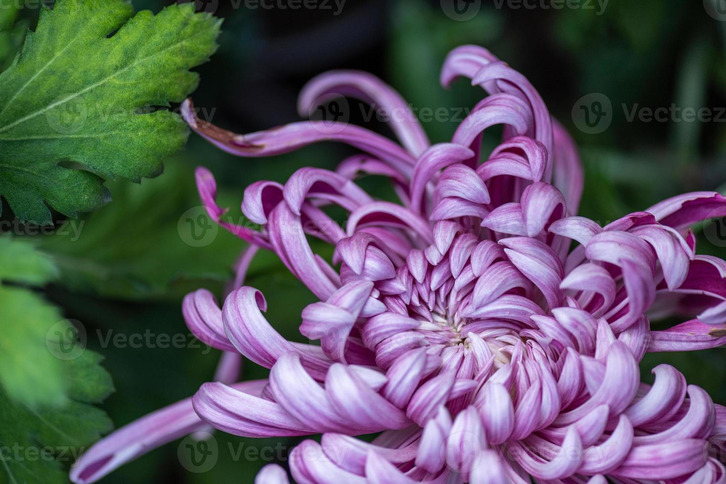 Big purple chrysanthemums in the park photo