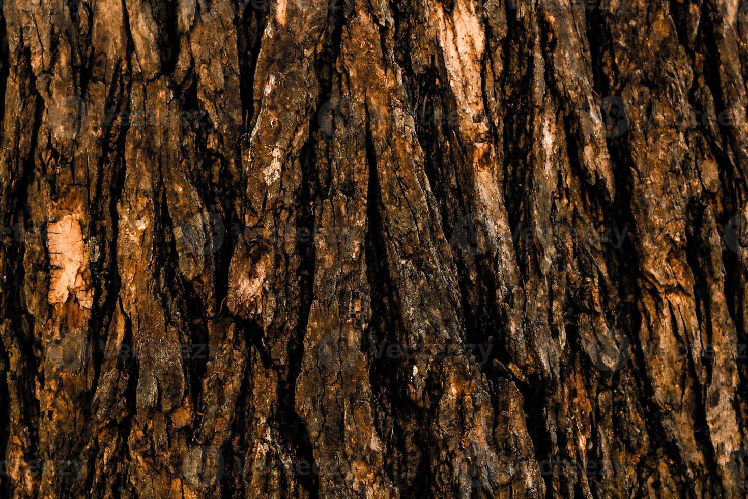 Primer plano de fondo de madera de la superficie del árbol foto