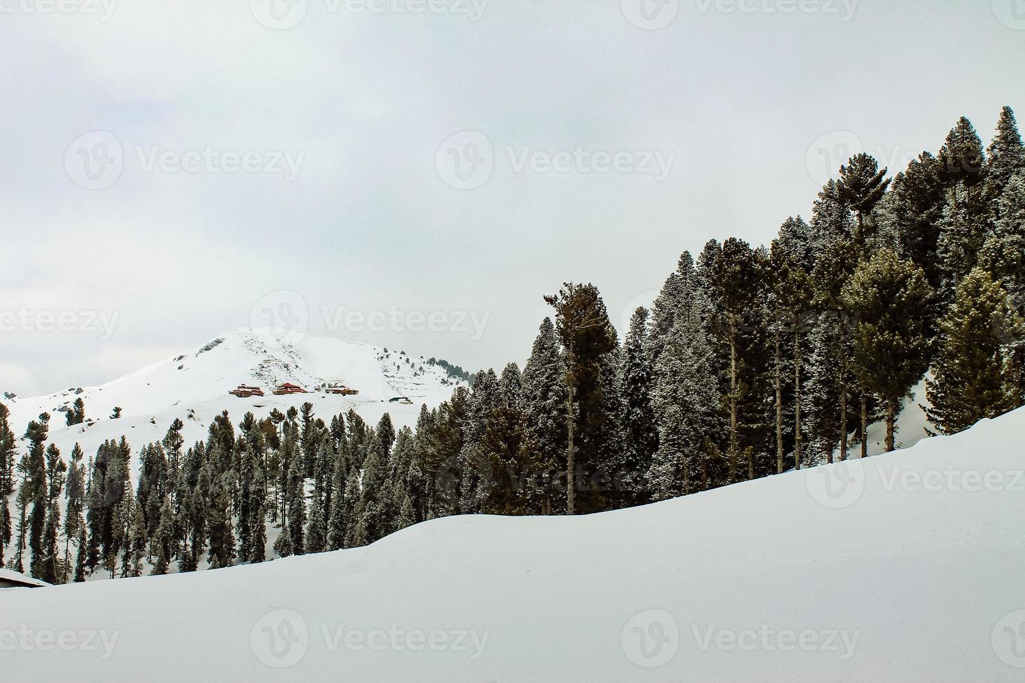 Trees Forest Malam Jabba and Kalam Swat Scenery Landscape photo