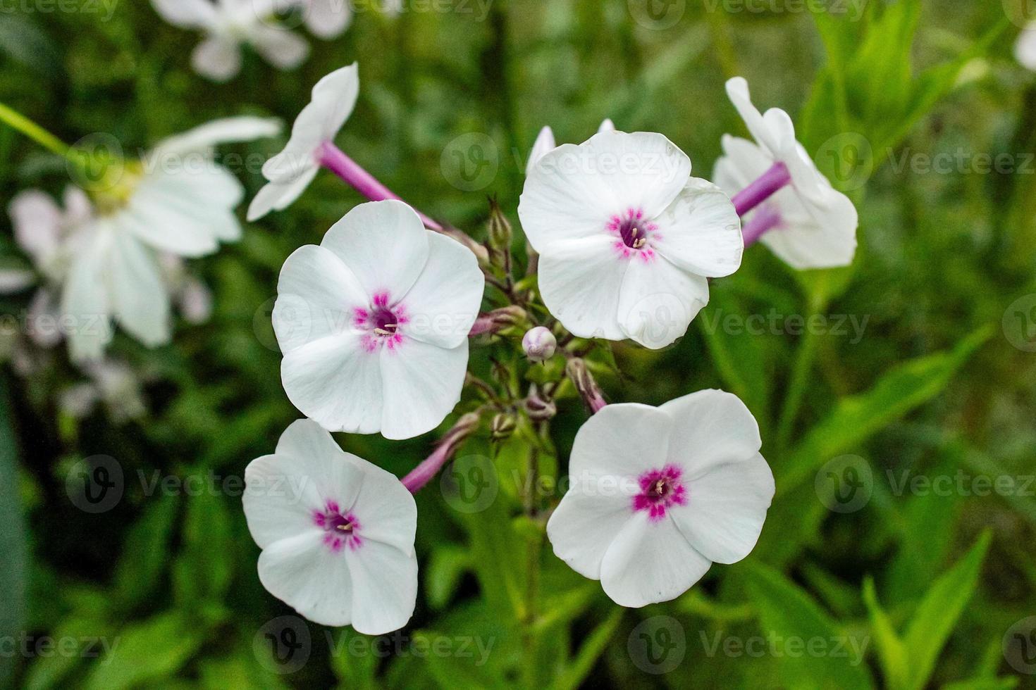 Natural Beautiful Flower Closeup photo