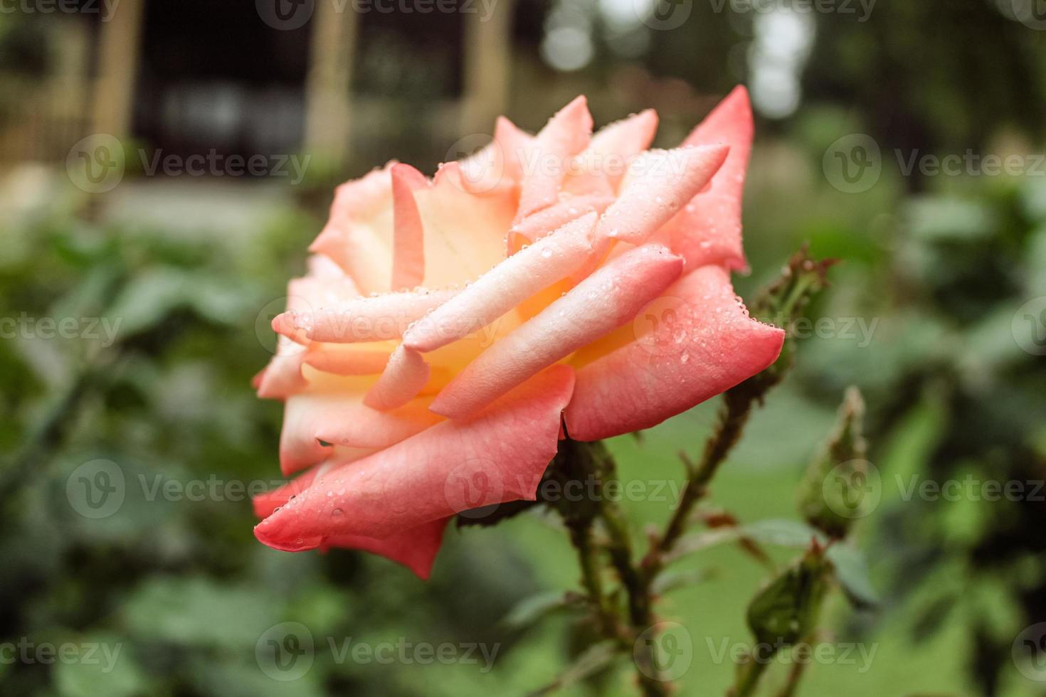 Natural Beautiful Flower Closeup photo