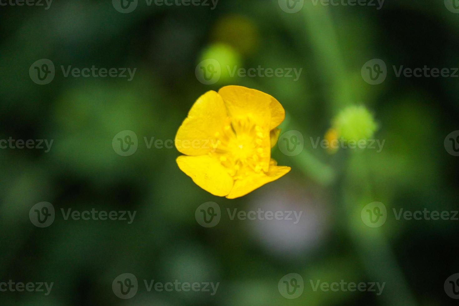 Natural Beautiful Flower Closeup photo